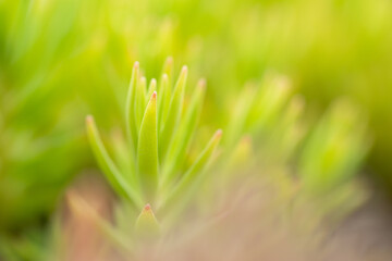 マクロの世界　多肉植物