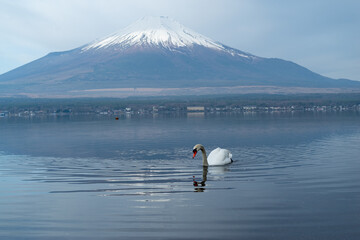 ハクチョウと富士山