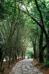 Jukdobong Park green forest in Suncheon, Korea