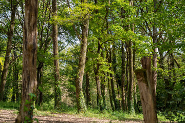 View under the trees in the forest