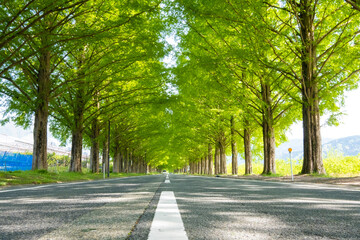 alley in the park