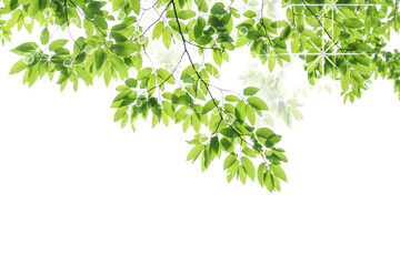 ブナの木の新緑がキラキラと光輝く