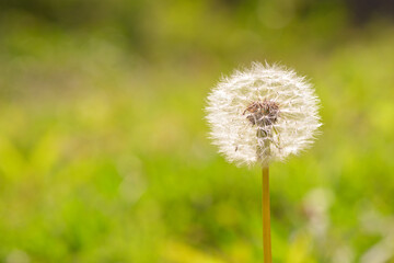 Naklejka premium タンポポの綿毛