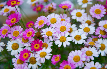 Obraz premium flowers in the garden