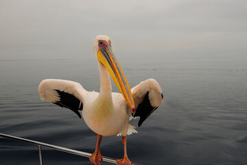 african white,pink pelican with yellow beak, close up of white african pelican with yellow beak, Pelecanus crispus, wildlife scene from Africa, pelican sitting on a boat railing