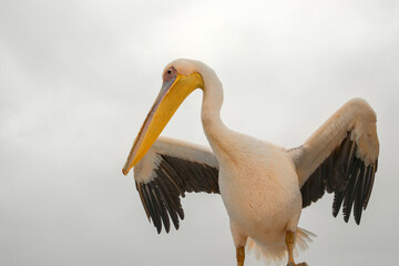 close up of white african pelican with yellow beak, Pelican with open wings, Pelecanus crispus, pelican with open wings, wildlife scene from african nature