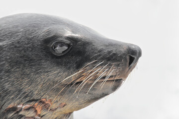 close up portrait photo of a beautiful seal, white beackground, Pinnipedia, cute seal