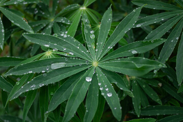 raindrops on a flower 
