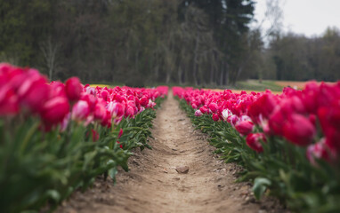 Tip Toeing Through The Tulips....
