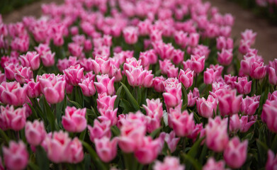 Field of Tulips
