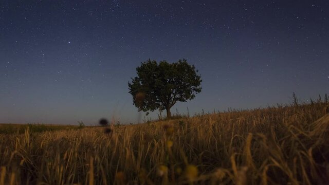  Astrophotography. Lonely tree against the background of the starry sky . 4K Timelapse.