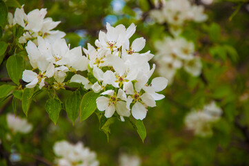 Blooming apple tree in spring time.