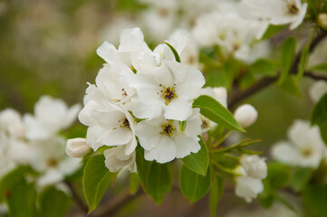 Blooming apple tree in spring time.