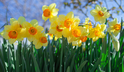 Fototapeta premium daffodils in spring