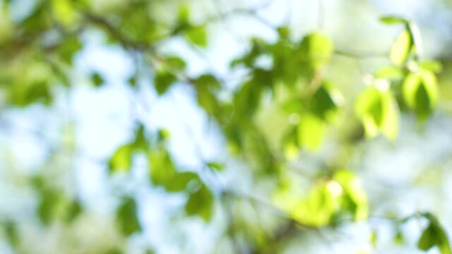 Blurry defocused fresh sunny spring green blooming branches of fresh trees isolated on clear cloudless blue sky background forming natural bokeh for design, placing text or objects