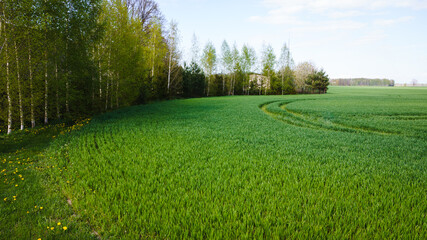 Green wide cereal field with a technological track along the edge of the field with a bend, the forest can be seen in the distance.