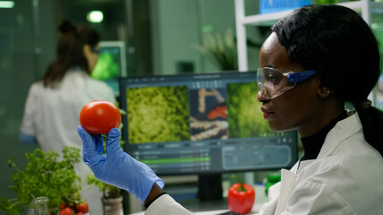 Scientist researcher woman checking tomato injected with pesticides for gmo test, in background her coleglegue typing chemical test Biochemist working in biotechnology organic laboratory - obrazy, fototapety, plakaty