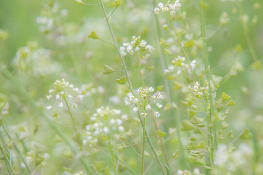 6 最適な ぺんぺん草 画像 ストック写真 ベクター Adobe Stock 6 最適な ぺんぺん草 画像 ストック写真 ベクター Adobe Stock