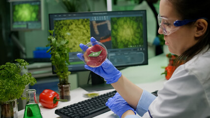 Chemist researcher holding petri dish with vegan meat in hands while typing genetic mutation on...