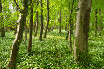 Bärlauchblüte im Elsass im Frühling