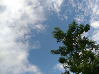 Fototapeta premium The afternoon sky in the summer is bluish against the dark green trees.