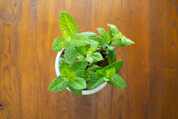 木のテーブルに置いたミントの鉢