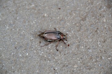 May beetle crawls on the asphalt sidewalk