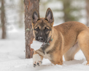 East siberian laika puppy carries a large snowball in the mouth