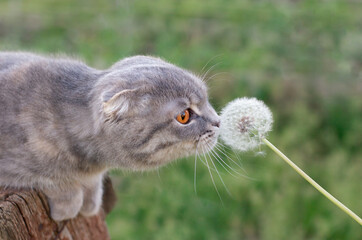 Cat smelling a dandelion in a field
