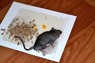 A trapped mouse on a cardboard box with superglue