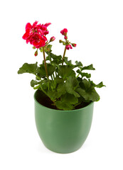 pelargonium in a pot isolated on white background