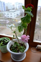 Colorful geraniums on the wooden windowsill
