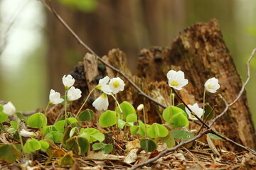 White forest flowers on a spring day.