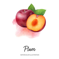 Plum watercolor illustration isolated on splash background