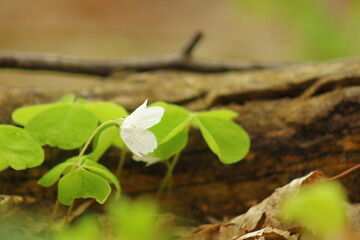 White forest flowers in a spring day.