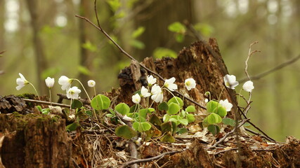 White forest flowers on a spring day.