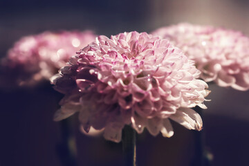 Chrysanthemum flower macro and water drop, blurry background 