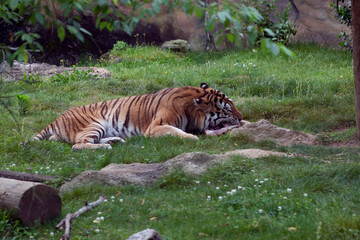 Fototapeta na wymiar tiger in the zoo