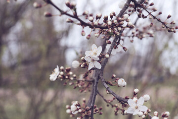 small white flowers of cherry plum fruit tree