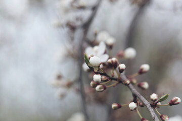 Fototapeta na wymiar small white flowers of cherry plum fruit tree