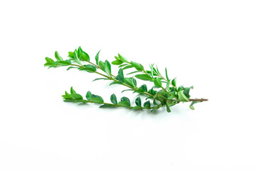 Fresh green leaf, natural environment, floral, foliage, single isolated object, design element