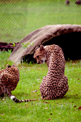 Cheetah
