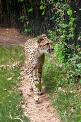cheetah in the grass