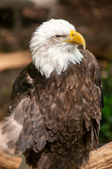 american bald eagle