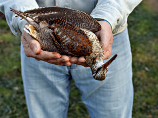 Man holds dead wild bird with motley plumage