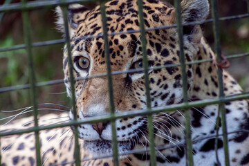 jaguar in zoo