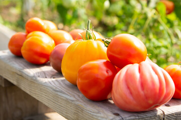Ripe red, yellow and orange tomatoes. Collected in the garden. Harvest. Close-up. Place for an inscription.