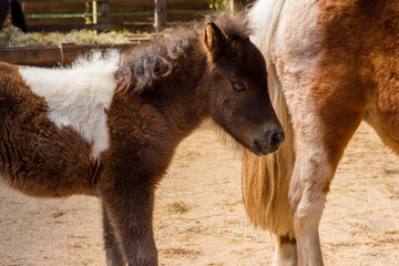 Fototapeta premium very young foal close up