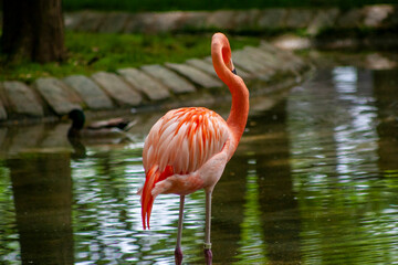 pink flamingo in the water