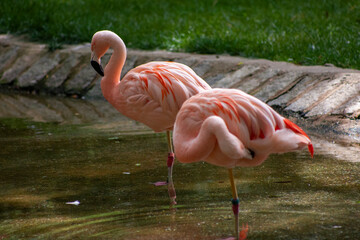 pink flamingo in the zoo